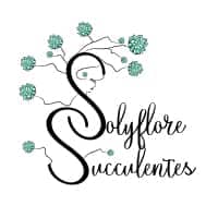 solyflore succulentes
